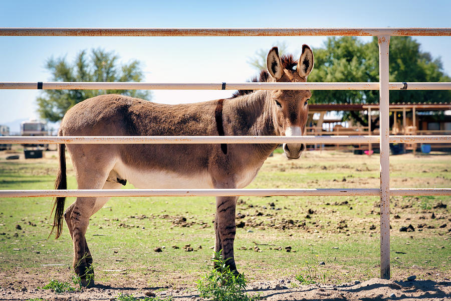 Donkey in Marana 2 Photograph by Bill Chizek