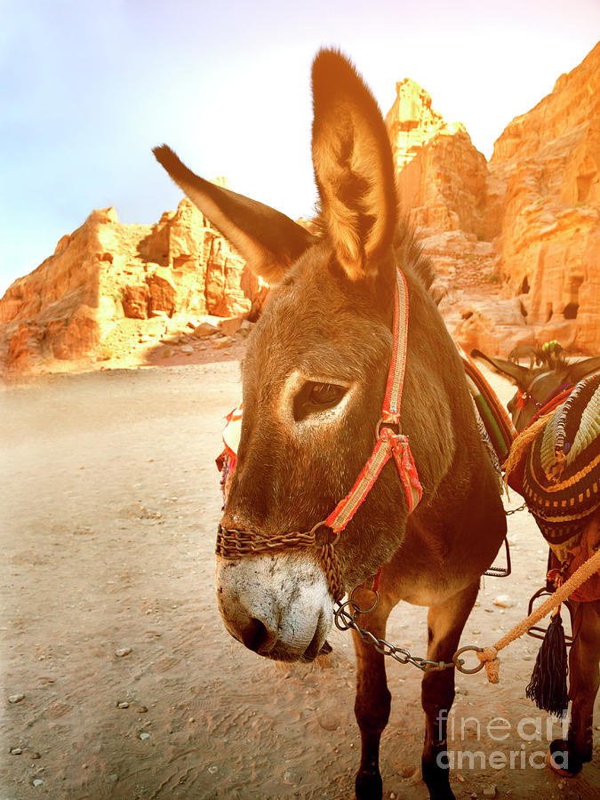 Donkey in Petra Photograph by Jelena Jovanovic