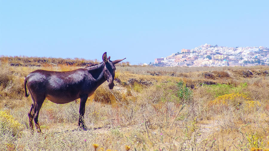 Donkey in Santorini Photograph by David Morehead