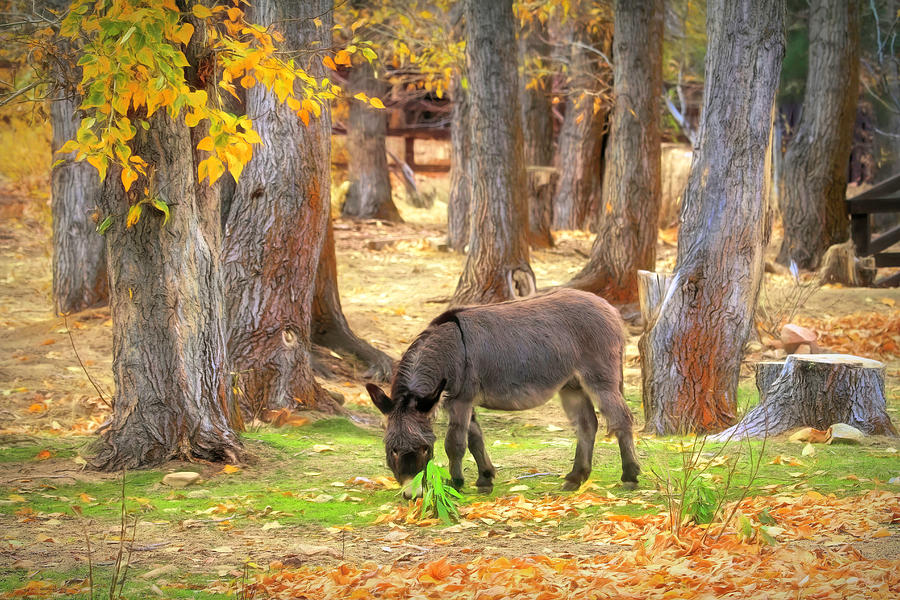 Donkey in the Autumn Cottonwoods Photograph by Donna Kennedy