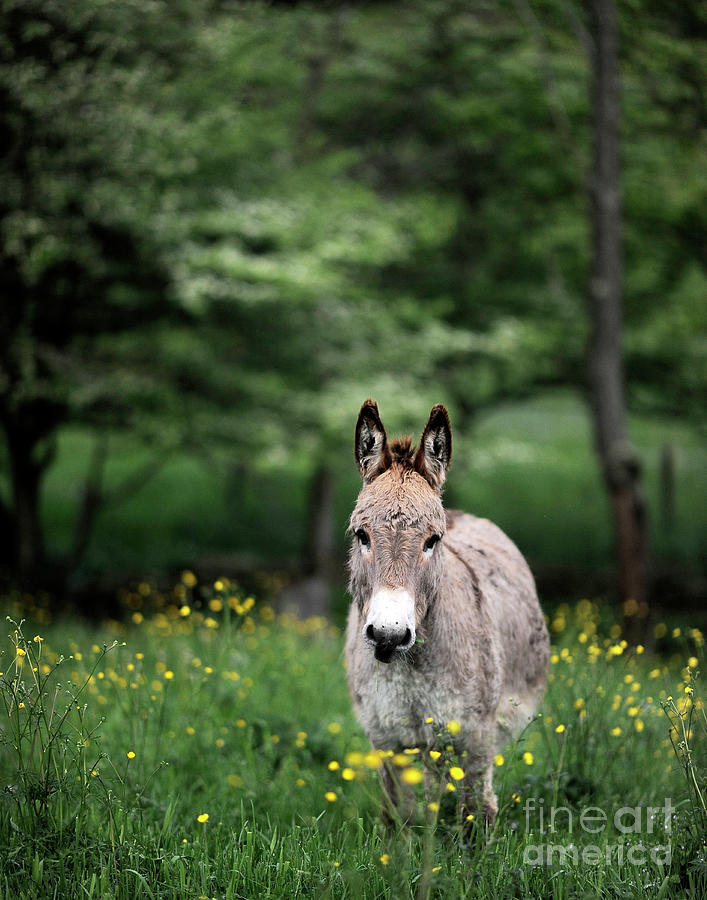 Donkey in the Grass Photograph by Carien Schippers