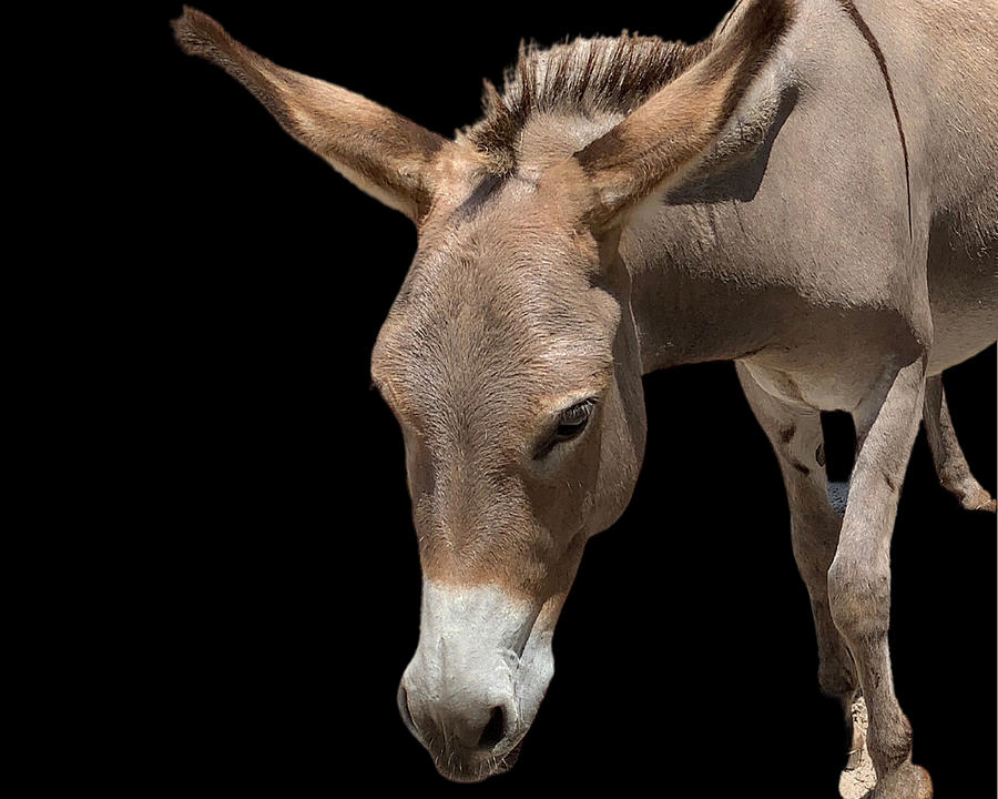 Donkey in the Raw Photograph by Lee Darnell
