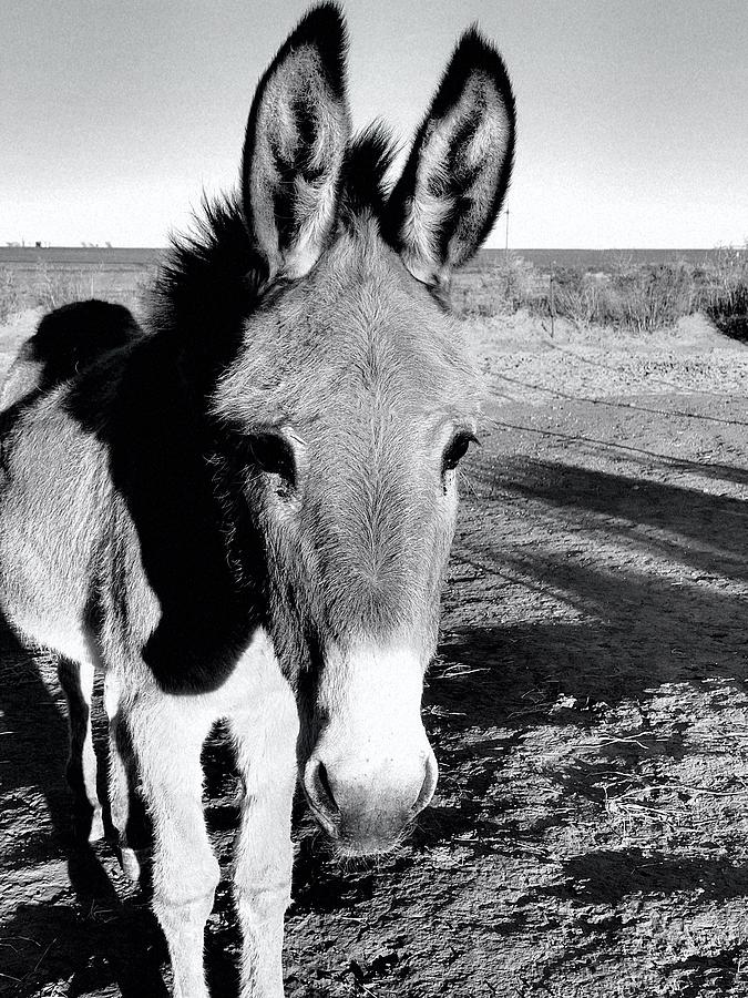 Donkey Named Tanner Photograph