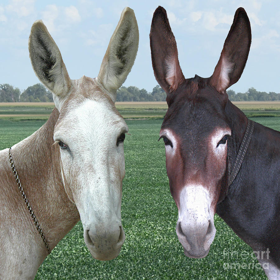 Donkey Pals - Square Photograph by Linda Brittain