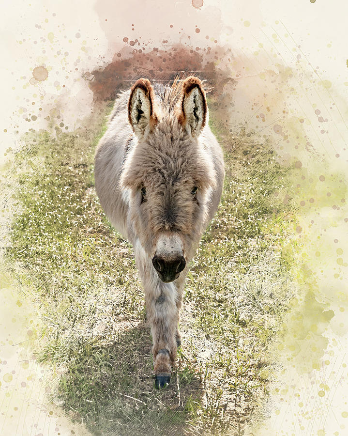 Donkey Spring Time Photograph by Jennifer Grossnickle