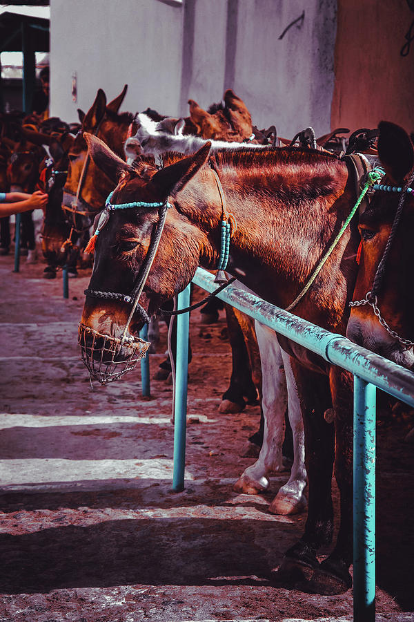 Greek Photograph - Donkey stall by Shelly John