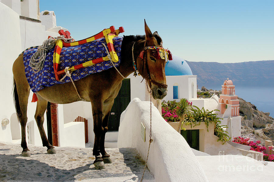 Donkey taxi on the island of Santorini, Greece.	  Photograph by Gunther Allen
