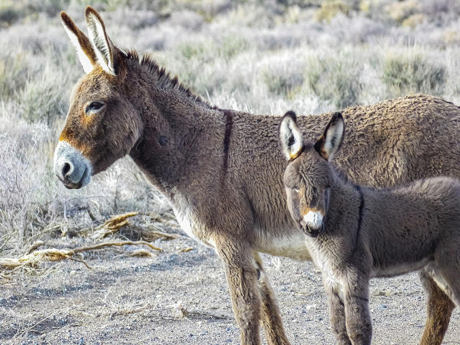 Donkeys 2 Photograph by Luis Velazquez - Fine Art America