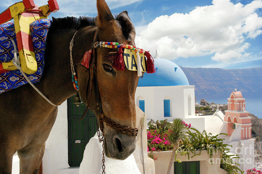 Donkeys as taxis through the small streets of Oia, Santorini. Photograph by Gunther Allen