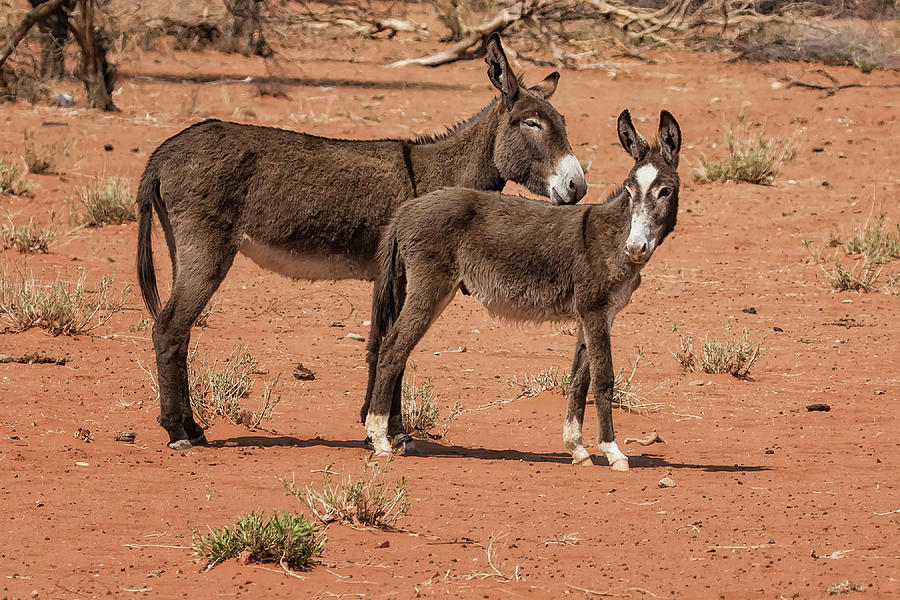 Donkeys in Damaraland Photograph by Belinda Greb