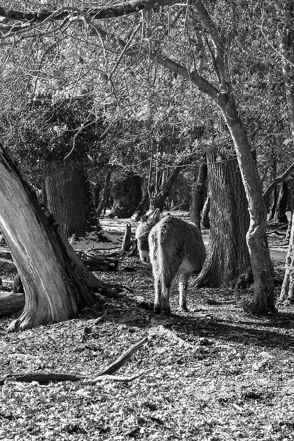 Donkeys in the New Forest woods near Fritham, Hampshire, UK, in  Photograph by Richard Donovan