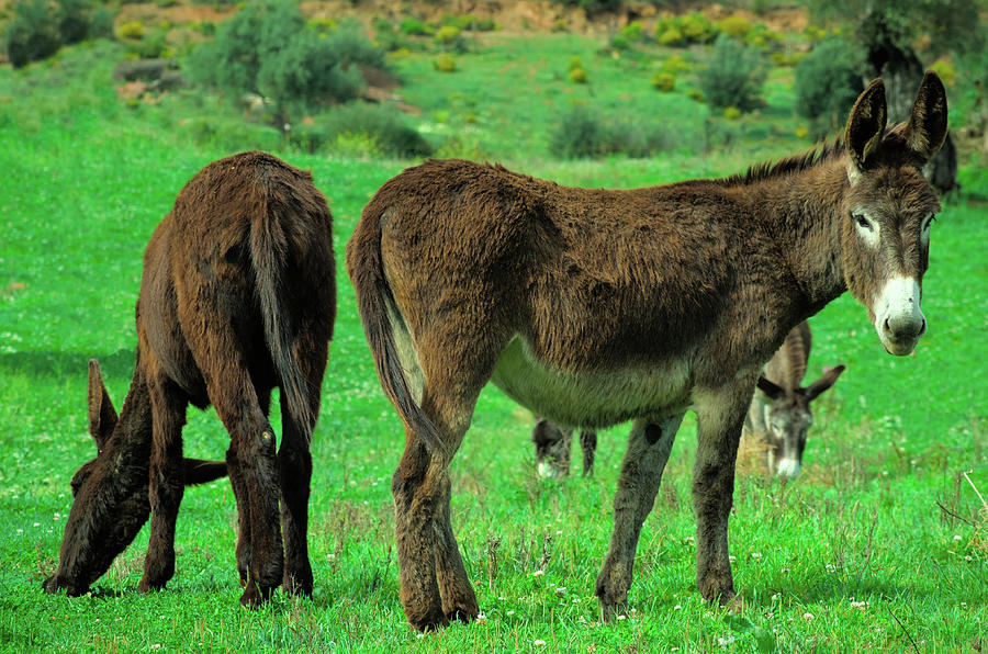 Donkeys on Lush Green Farm Field Photograph by Angelo DeVal