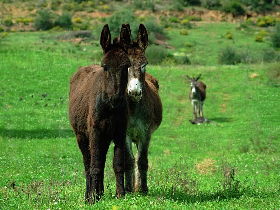 Donkeys on Springtime Photograph by Angelo DeVal
