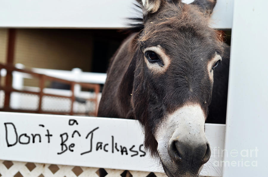 Dont be a jackass Photograph by La Dolce Vita Dont be a jackass Photograph by La Dolce Vita