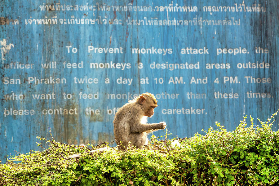 Dont feed the monkeys Photograph by Fabrizio Troiani