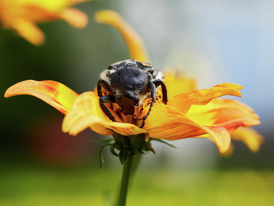 Dont get closer. Eurasian bee beetle Photograph by Jouko Lehto