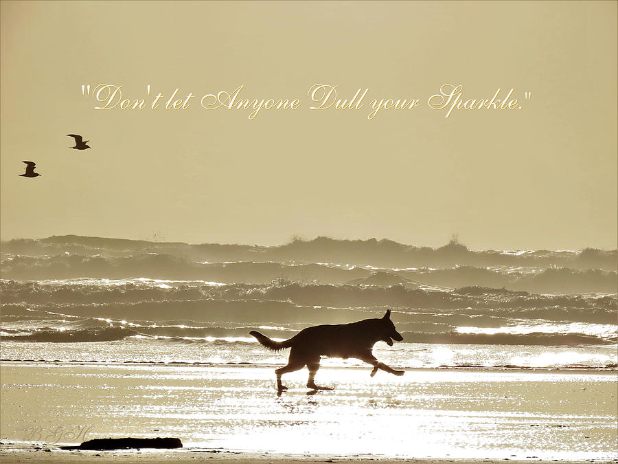 Dont Let Anyone Dull Your Sparkle - Image with Quote - Animals Having Fun - Dog Playing on Beach Photograph by Brooks Garten Hauschild