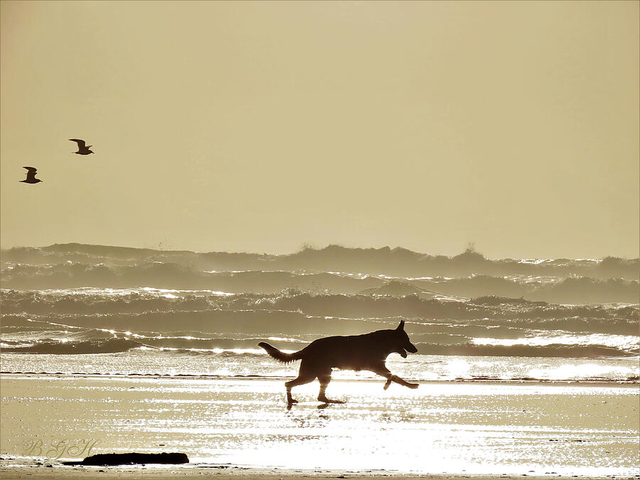 Dont Ever Let Anyone Dull Your Sparkle - Newport Beach OR Late Summer Sunset - Dogs at Play Photograph by Brooks Garten Hauschild