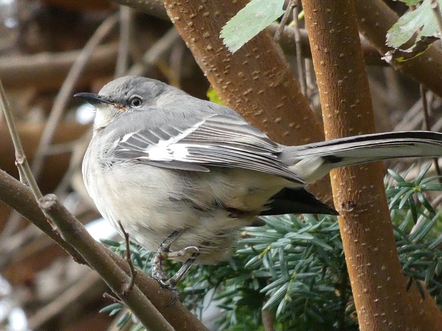 Don't Look at the Mocking Jay Photograph by Sharon Gucker Fine Art