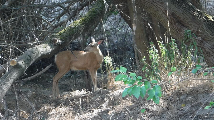 Deer Photograph - Dont look back my DEAR by YHWHY Vance Deer Photograph - Dont look back my DEAR by YHWHY Vance
