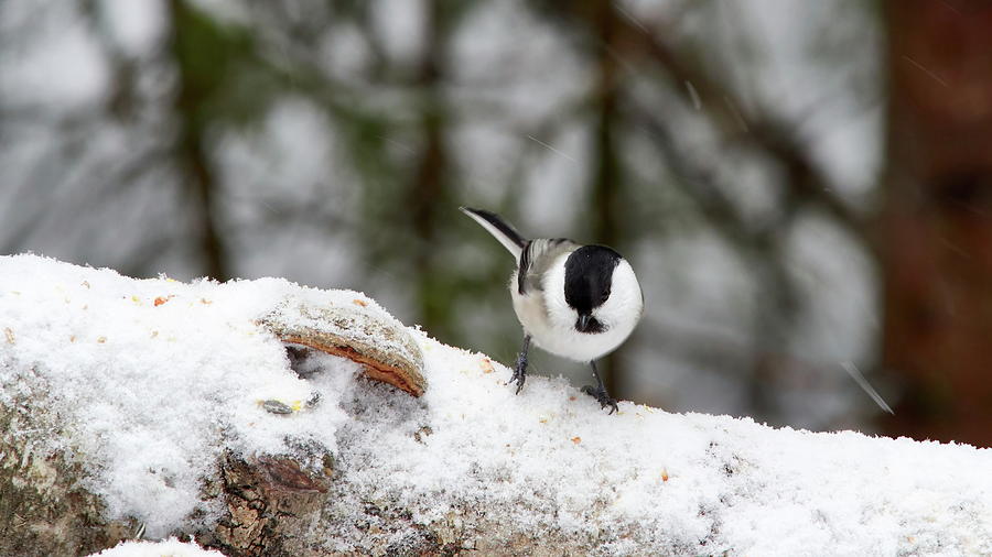 Dont mind the snow but the wind. Willow tit Photograph by Jouko Lehto