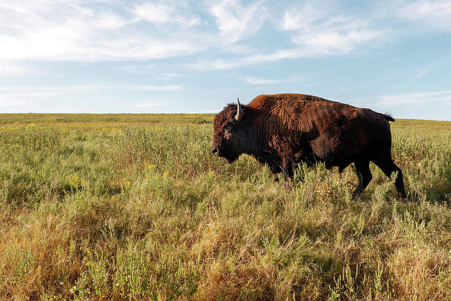 Don't Pet the Fluffy Cows Photograph by Belinda Krause | Pixels