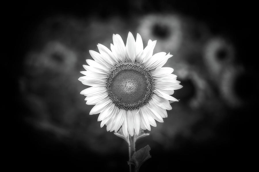 Dont Piss Off the Sunflower Monochrome Photograph by Susan Maxwell Schmidt