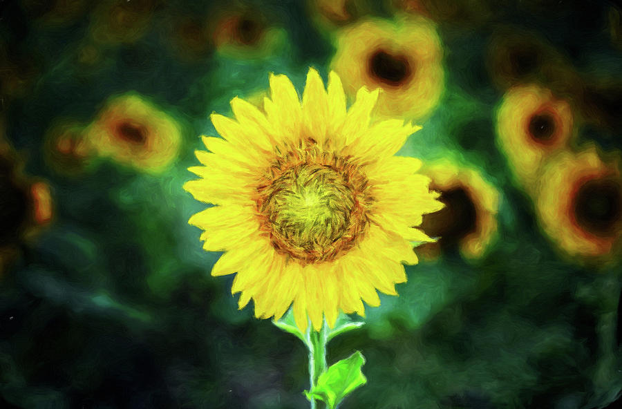 Dont Piss off the Sunflower Digital Art by Susan Maxwell Schmidt