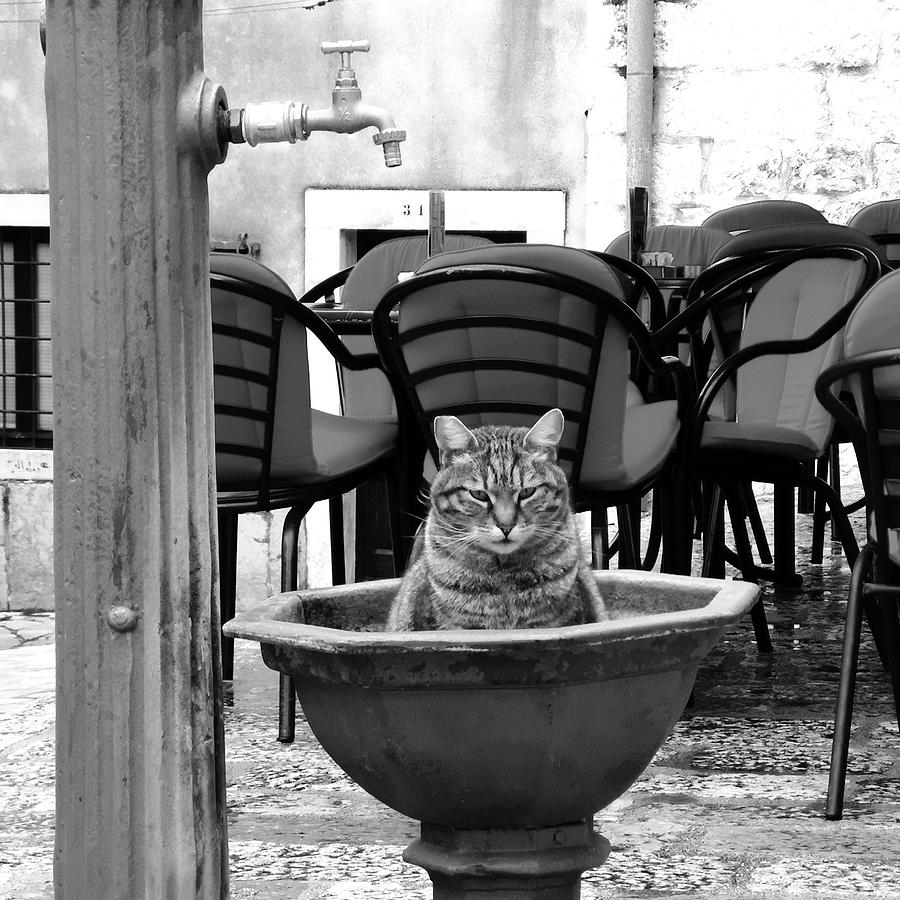 Cat Photograph - Cat-titude - black and white Montenegro by Rebecca Harman