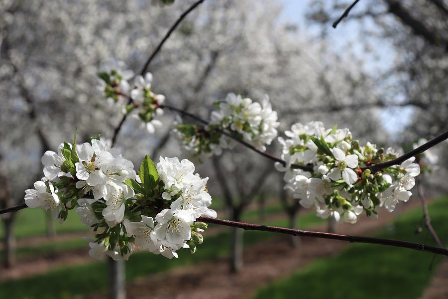 Door County Cherry Blossoms Photograph by David T Wilkinson Fine Art