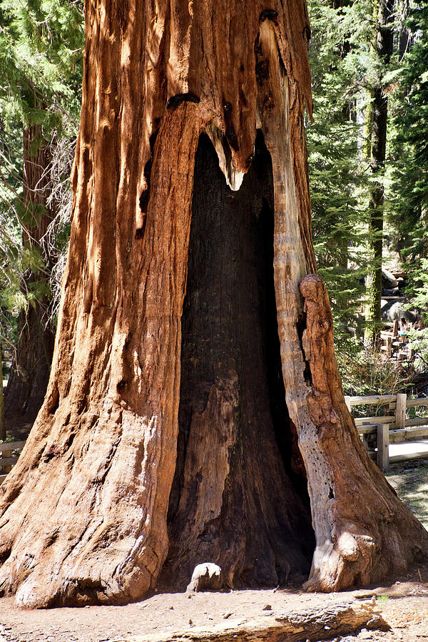 Doorway into this Sequoia Tree in Sequoia National Park, California Photograph by Ruth Hager