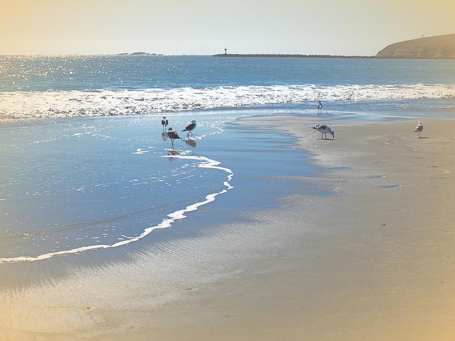Doran Beach Gulls Photograph
