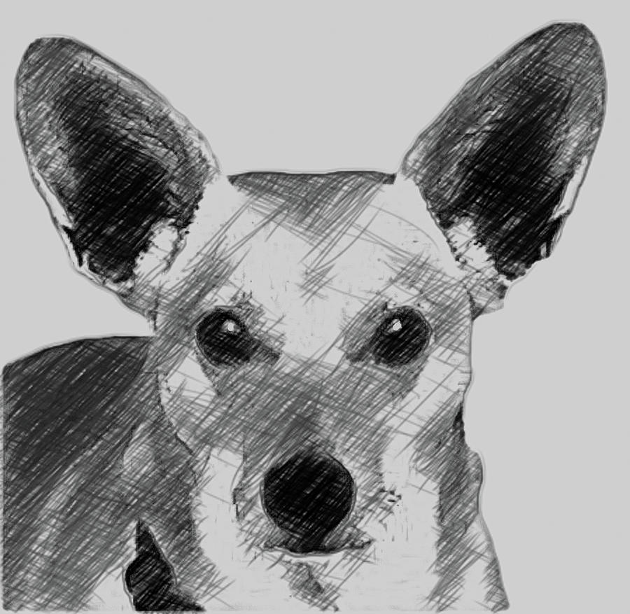 Dorgi Dog Digital Art by Bob Smerecki