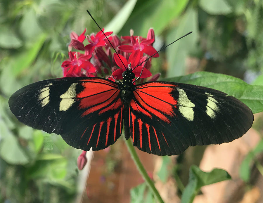 Doris Longwing Butterfly in Ecuador Photograph by Matthew Bamberg