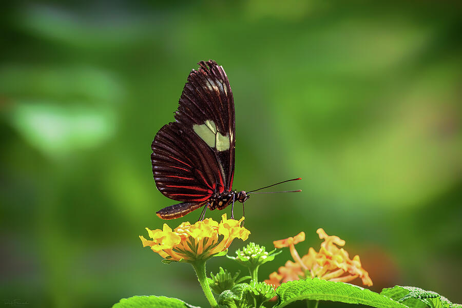 Doris Longwing Butterfly Photograph by Rick Furmanek