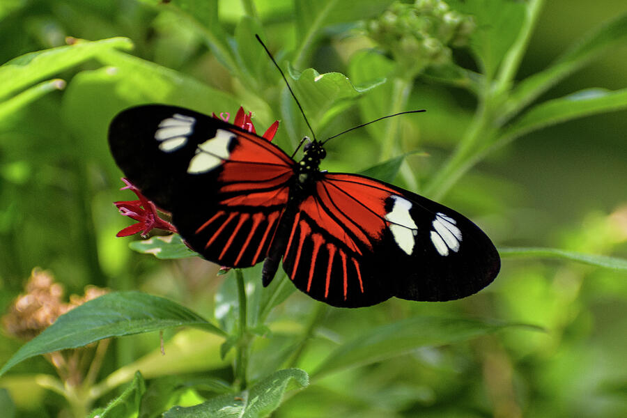 Doris Longwing Photograph by Thierry Lach Doris Longwing Photograph by Thierry Lach
