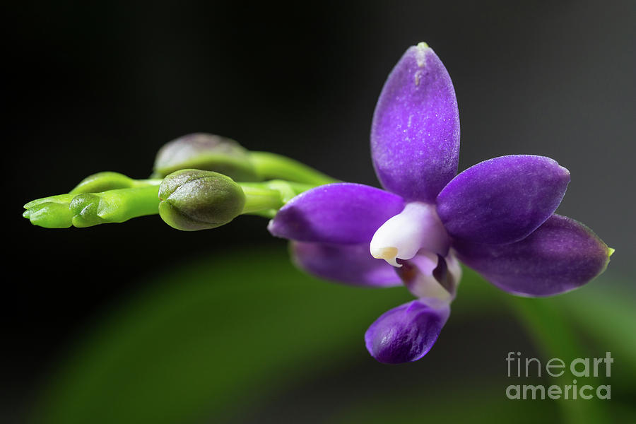 Orchid Photograph - Doritaenopsis Purple Martin by Eva Lechner