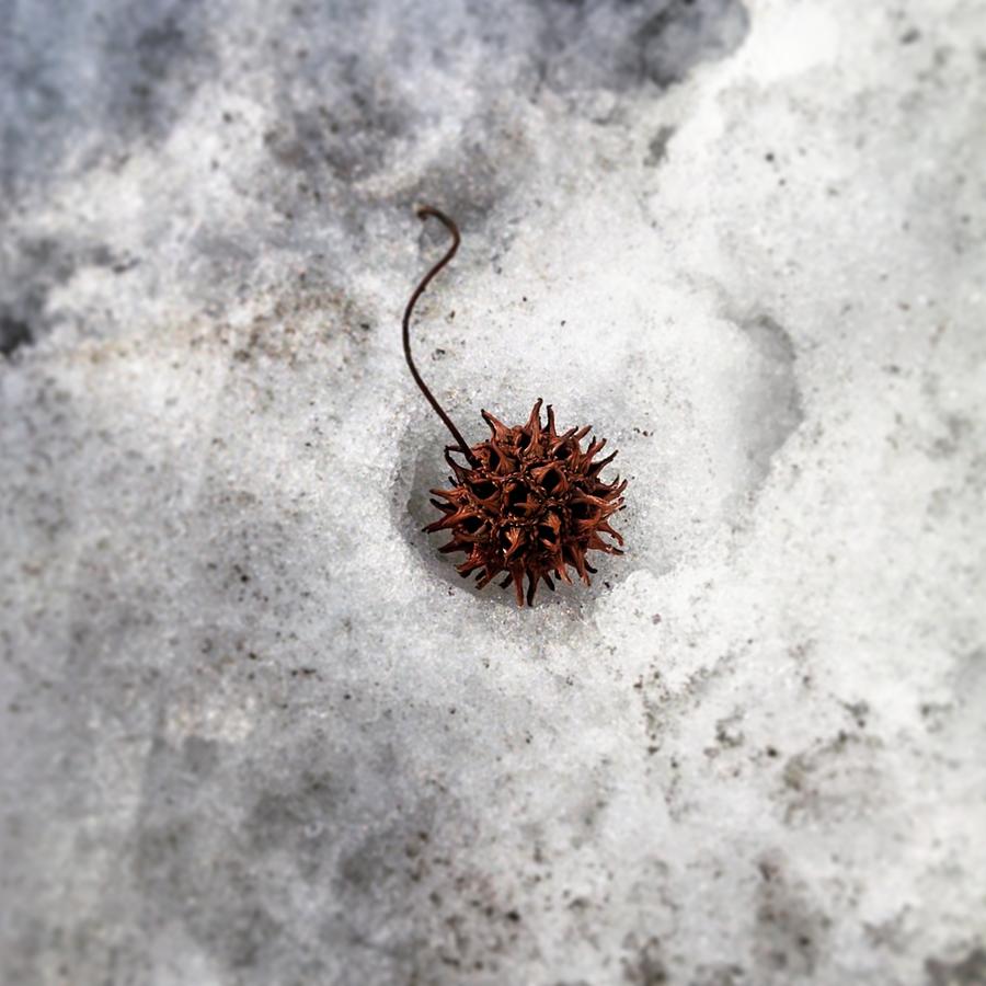 Winter Photograph - Dormant by Matt Towler