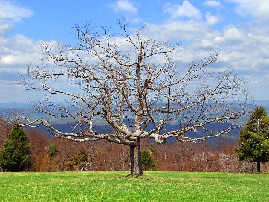 Dormant Tree, Skyline Drive Photograph by The James Roney Collection