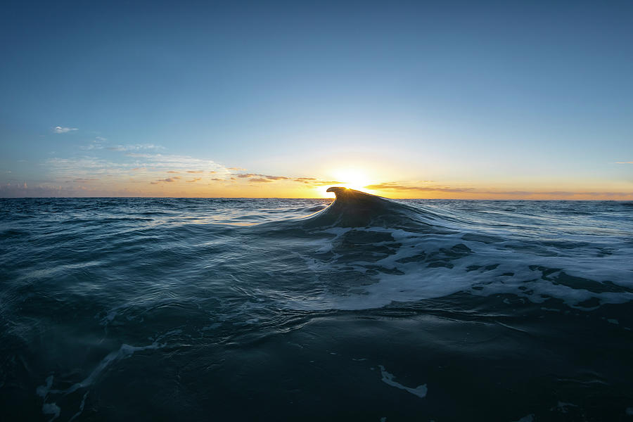 Wave Photograph - Dorsal Dawn by Sean Davey