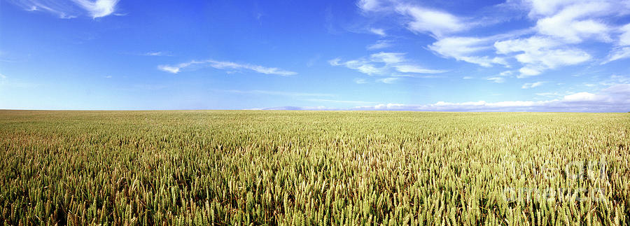 Dorset Wheat Field Panorama Photograph by Warren Photographic