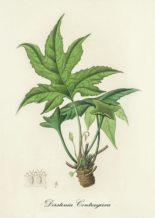 Nature Digital Art - Dorsternia Contrajerva - Snakewort - Medical Botany - Vintage Botanical Illustration  by Studio Grafiikka