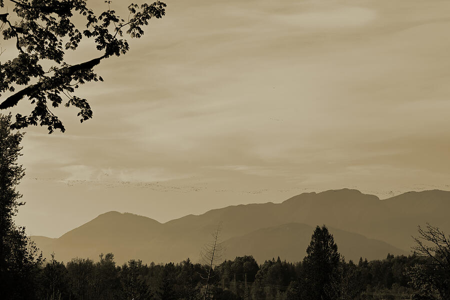 Dots of Migrating Geese over the Mountains - sepia Photograph by Katherine Nutt