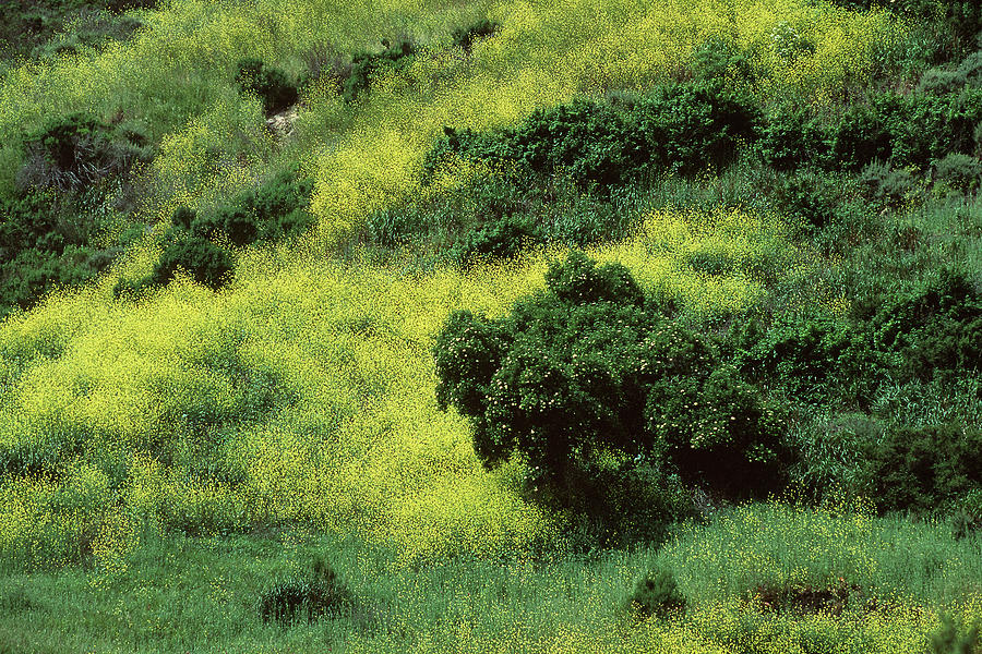Dotted Landscape Photograph by Engle Meredith Dotted Landscape Photograph by Engle Meredith