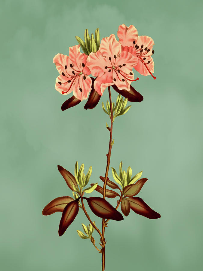 Dotted leaved rhododendron flower on Misty Green With Dry Brush Effect Mixed Media by Movie Poster Prints