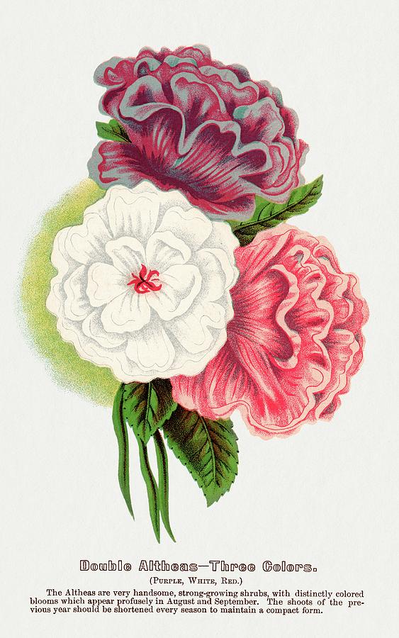 Double Althea in 3 colors lithograph from Botanical  Painting by MotionAge Designs