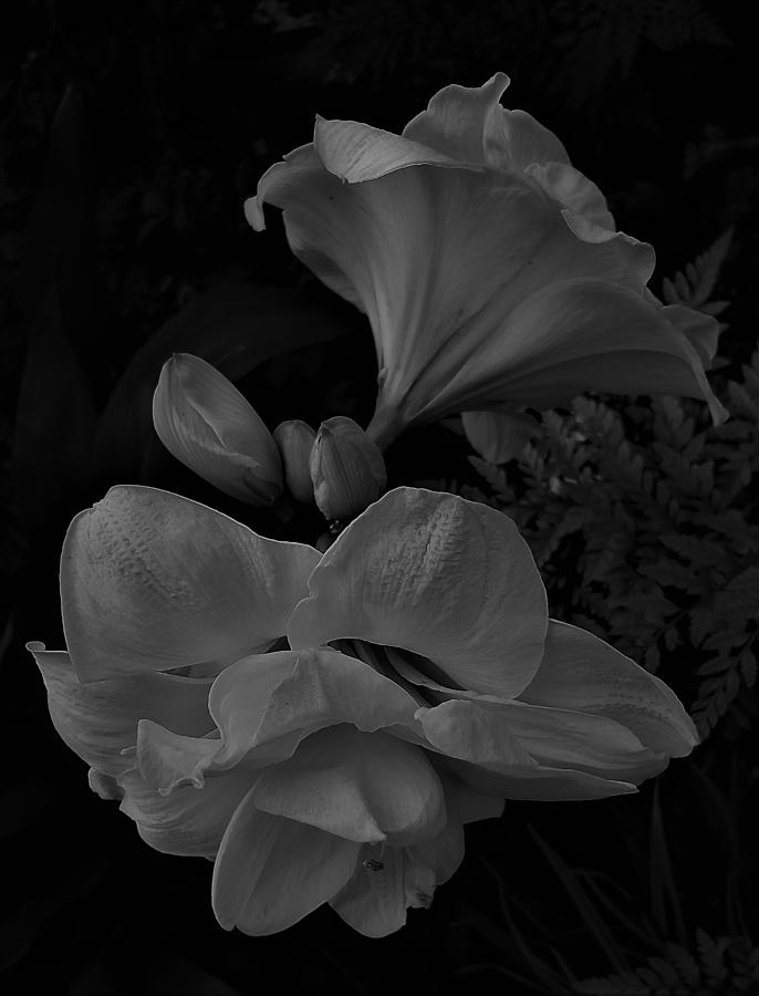 Double Amarilla in Black and White Photograph by Loraine Yaffe