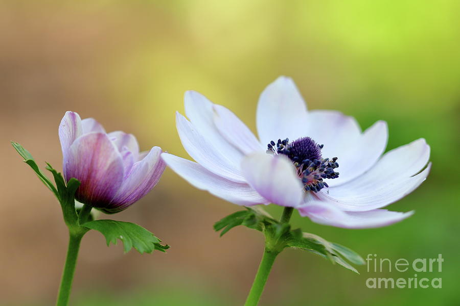 Double Anemone Photograph by Baggieoldboy