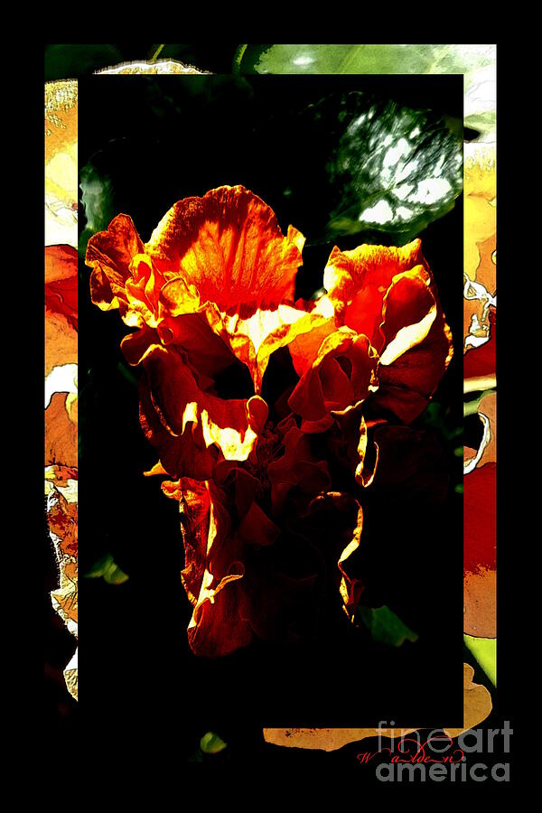 Double Apricot Hibiscus Photograph by Carol Walden Double Apricot Hibiscus Photograph by Carol Walden