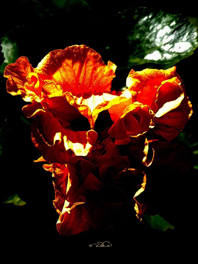 Double Apricot Hibiscus Night Photograph by Carol Walden Double Apricot Hibiscus Night Photograph by Carol Walden